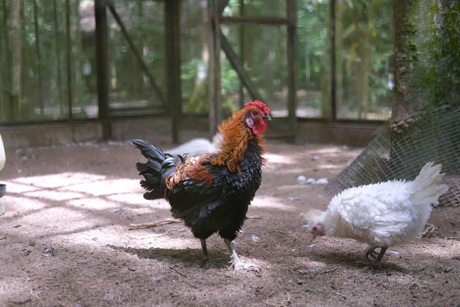 A large outdoor chicken run enclosure in a yard