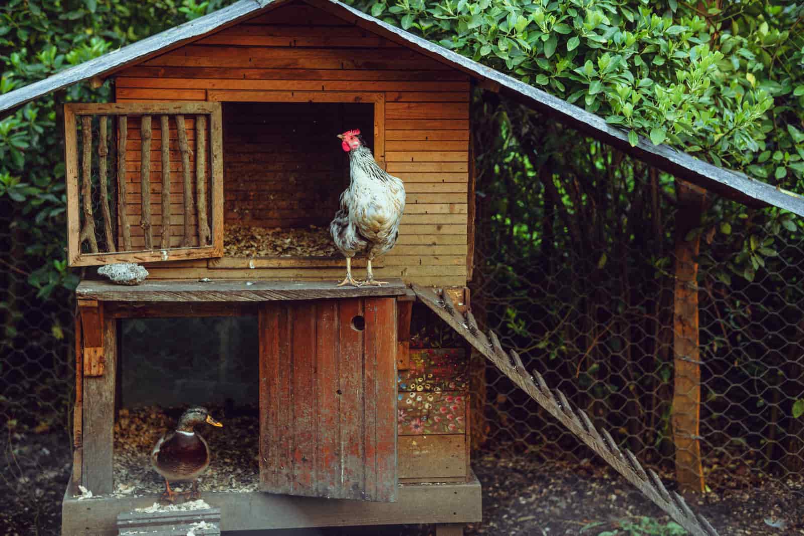 A wooden backyard chicken coop with hens in a planted garden