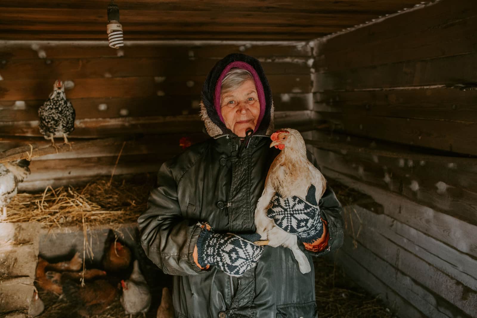 A keeper holding a hen inside a rustic wooden barn in winter
