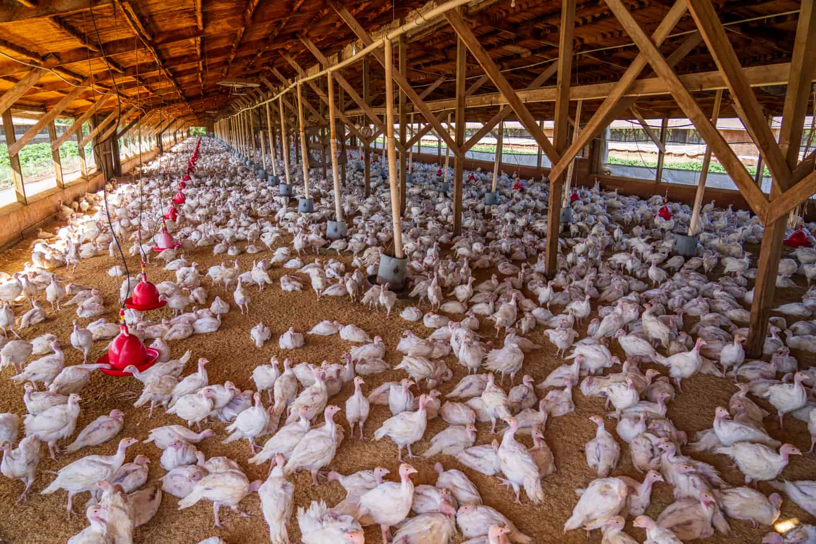 Chickens inside a large housed enclosure with natural light