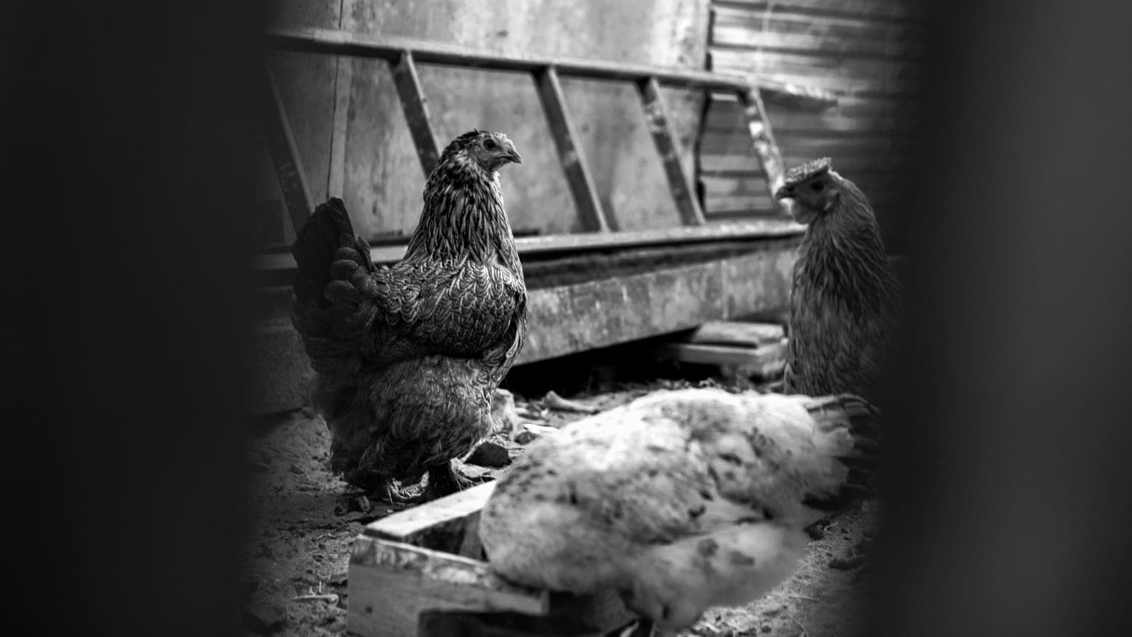 Hens standing in a backyard chicken run