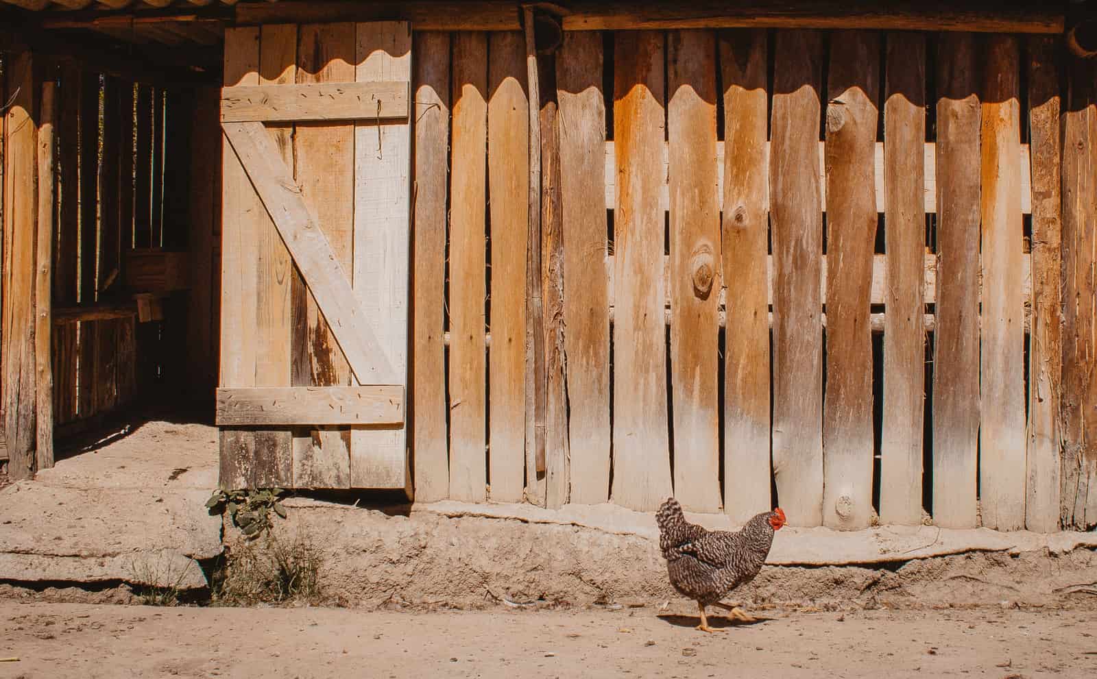 A hen beside a rustic wooden barn on a sunny day