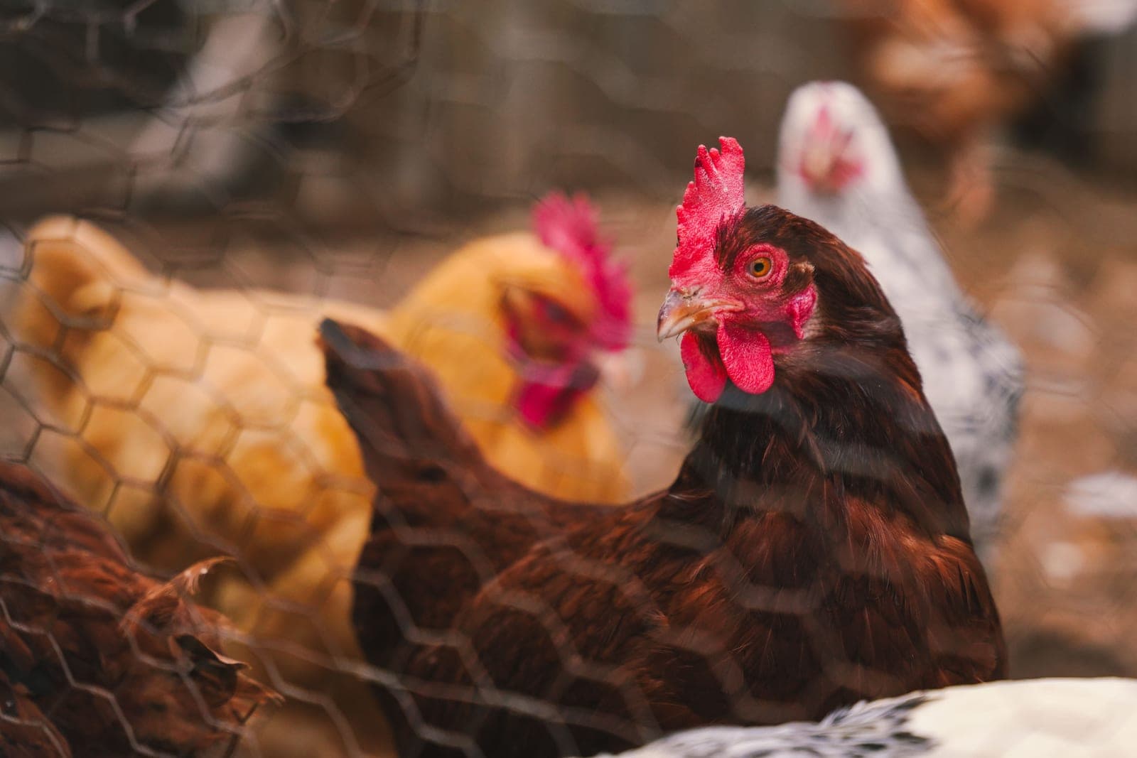 Colorful hens inside a fenced chicken coop